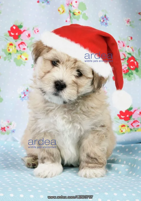 : Dog. - 7 weeks old Lhasa Apso cross Shih Tzu wearing : Dog. - 7 weeks old Lhasa Apso cross Shih Tzu wearing