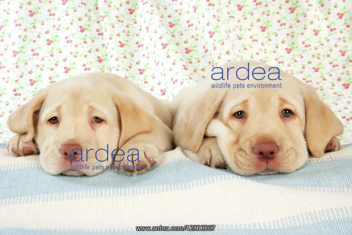 : Dog. 8 week old labrador puppies : Dog. 8 week old labrador puppies