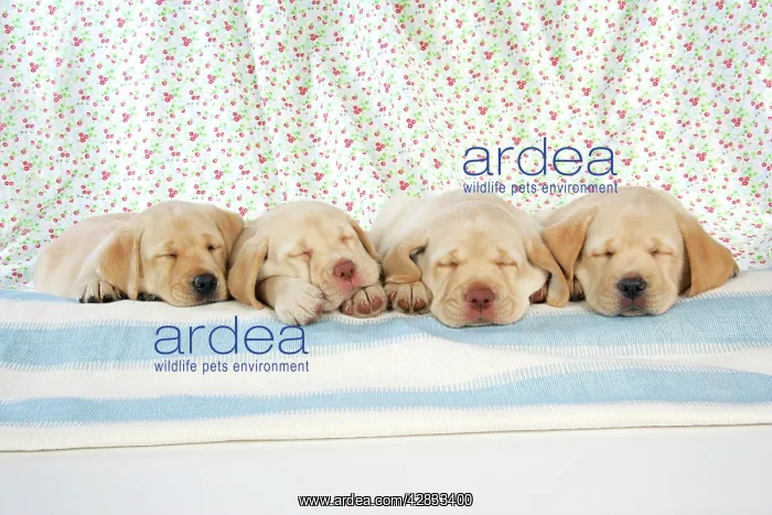 : Dog. 8 week old labrador puppies : Dog. 8 week old labrador puppies