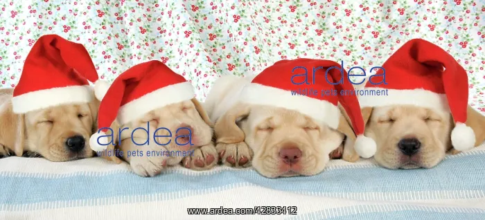  : Dog. 8 week old labrador puppies wearing Christmas hats
