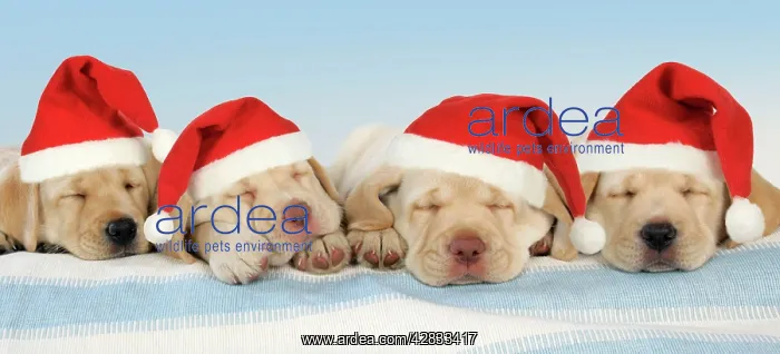 : Dog - 8 week old labrador puppies wearing Christmas hats : Dog - 8 week old labrador puppies wearing Christmas hats