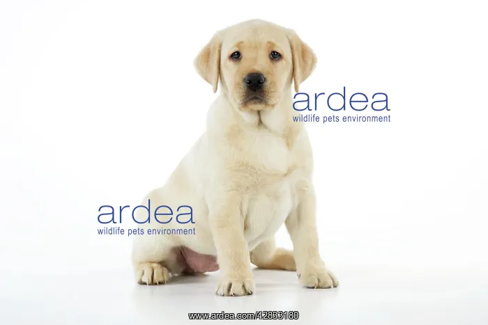 : Dog. 8 week old labrador puppy : Dog. 8 week old labrador puppy