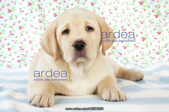 : Dog. 8 week old labrador puppy : Dog. 8 week old labrador puppy