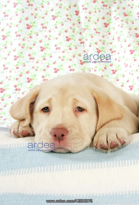 : Dog. 8 week old labrador puppy : Dog. 8 week old labrador puppy