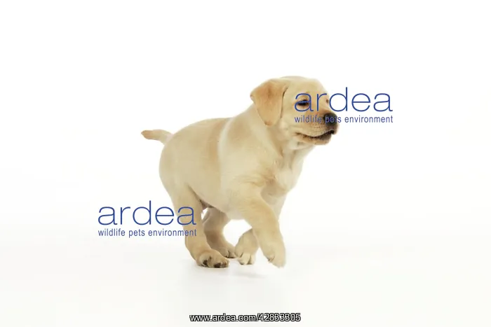 : Dog. 8 week old labrador puppy : Dog. 8 week old labrador puppy