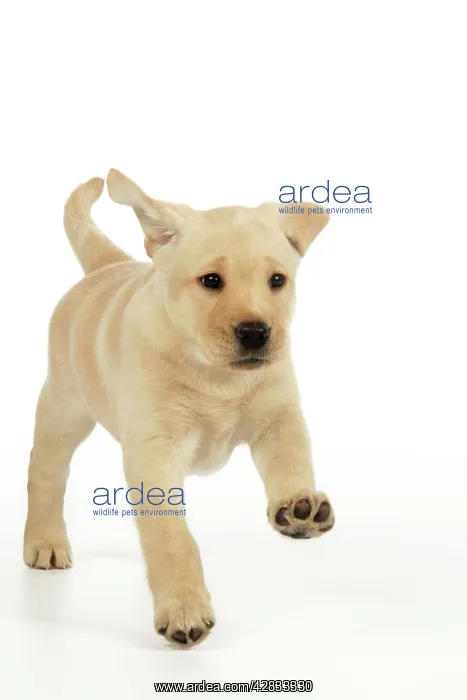 : Dog. 8 week old labrador puppy : Dog. 8 week old labrador puppy