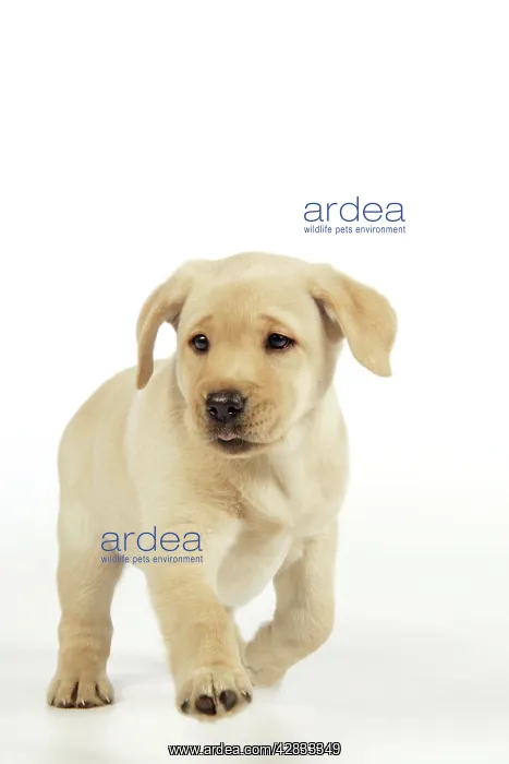 : Dog. 8 week old labrador puppy : Dog. 8 week old labrador puppy