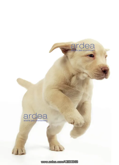  : Dog. 8 week old labrador puppy