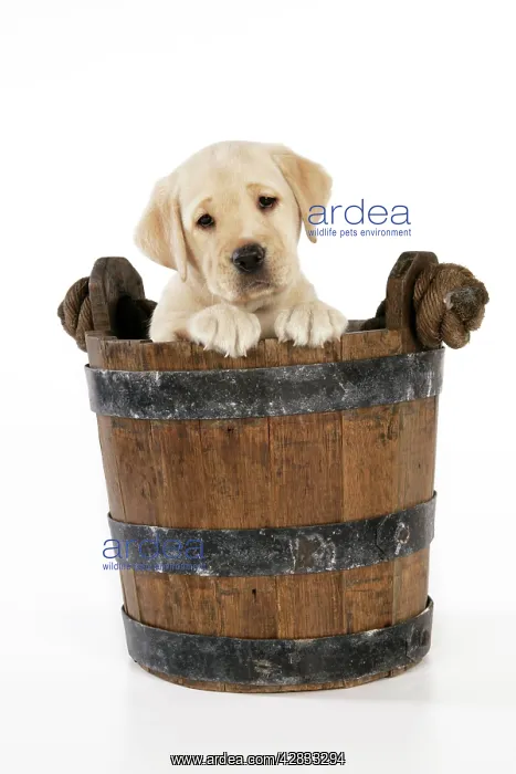 : Dog. 8 week old labrador puppy in bucket : Dog. 8 week old labrador puppy in bucket