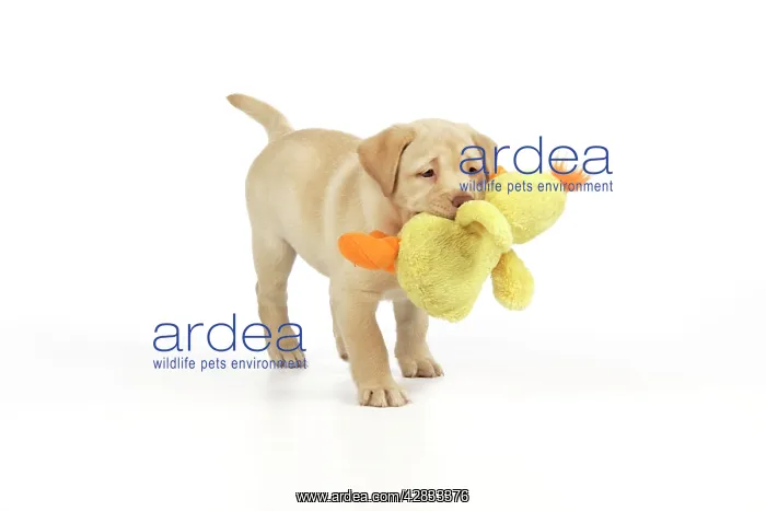  : Dog. 8 week old labrador puppy holding a teddy duck