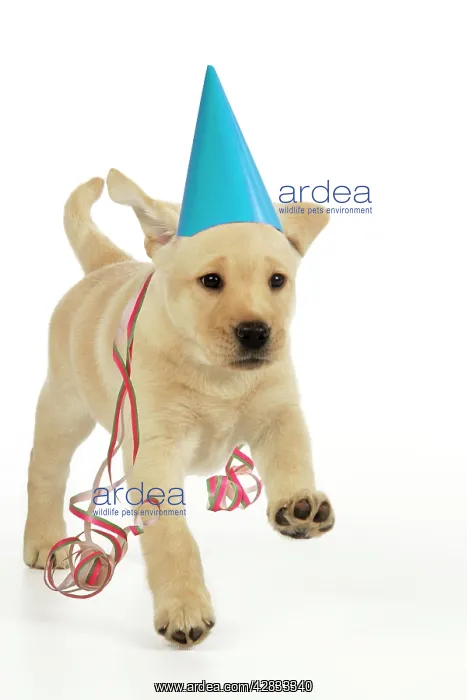 : Dog. 8 week old labrador puppy in party hat and streamers : Dog. 8 week old labrador puppy in party hat and streamers