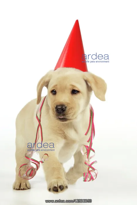 : Dog. 8 week old labrador puppy in party hat and streamers : Dog. 8 week old labrador puppy in party hat and streamers