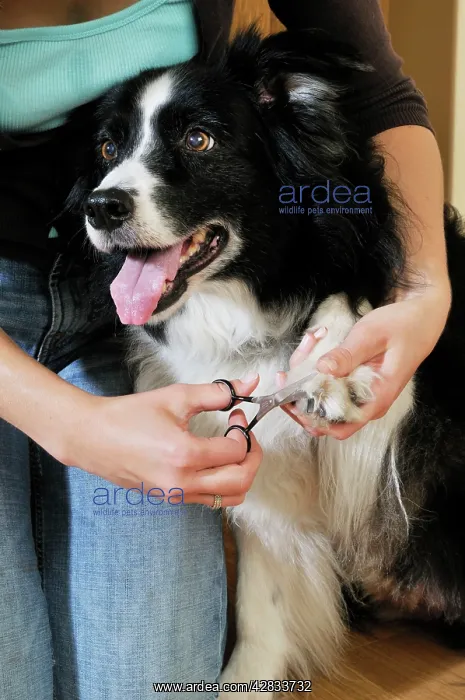 : Dog. Adult dog with owner using scissors to trim : Dog. Adult dog with owner using scissors to trim