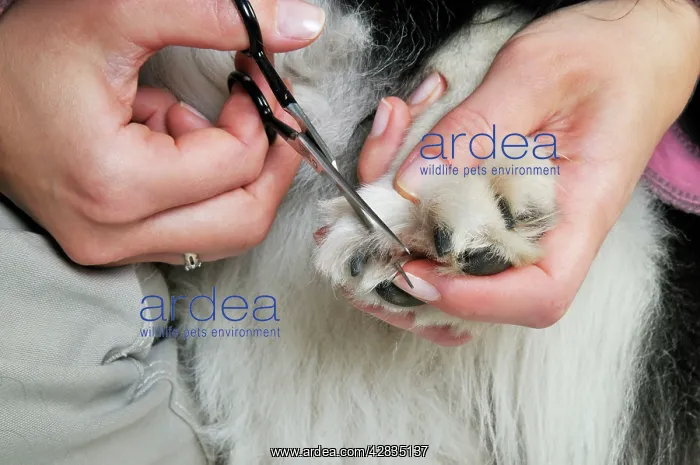 : Dog. Adult dog with owner using scissors to trim : Dog. Adult dog with owner using scissors to trim