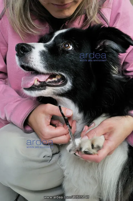 : Dog. Adult dog with owner using scissors to trim : Dog. Adult dog with owner using scissors to trim