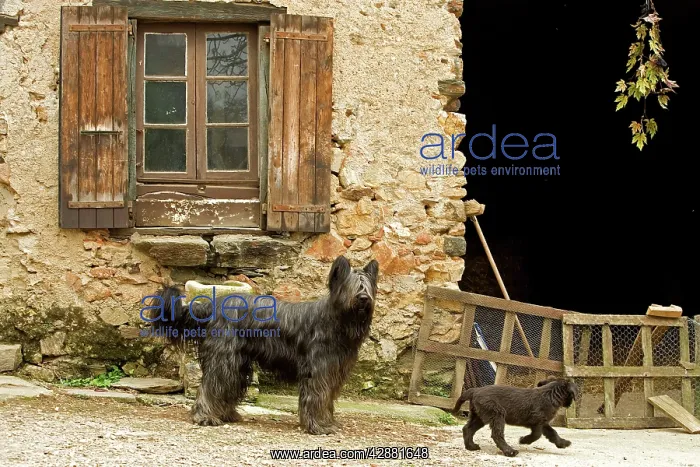 : Dog - adult with puppy outside French house