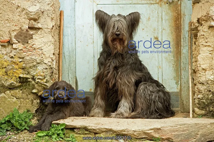 : Dog - adult with puppy sitting outside French house : Dog - adult with puppy sitting outside French house