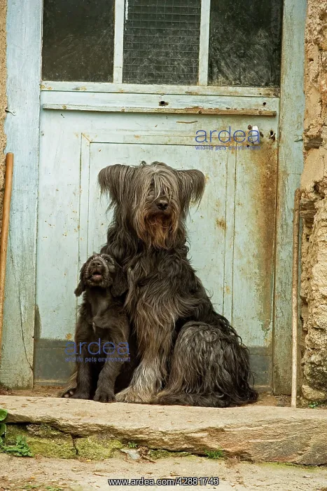 : Dog - adult with puppy sitting outside French house : Dog - adult with puppy sitting outside French house