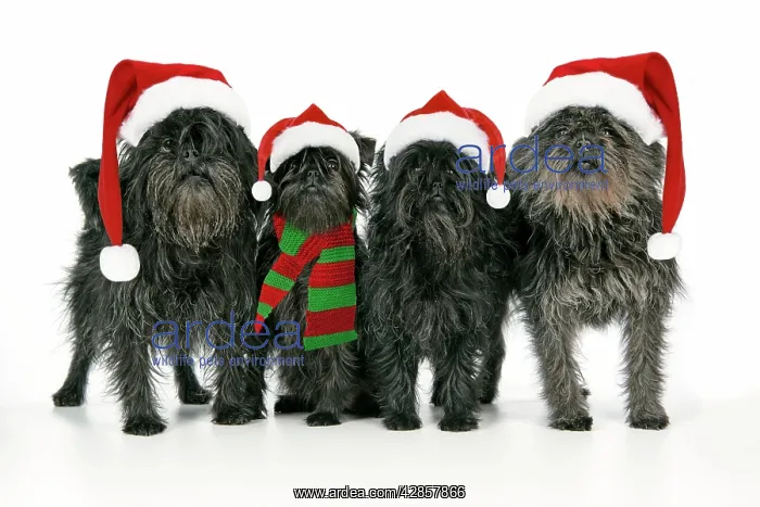 : DOG. Affenpinscher 4 together : DOG. Affenpinscher 4 together
