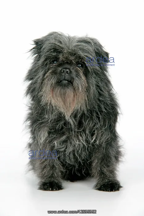 : DOG. Affenpinscher : DOG. Affenpinscher