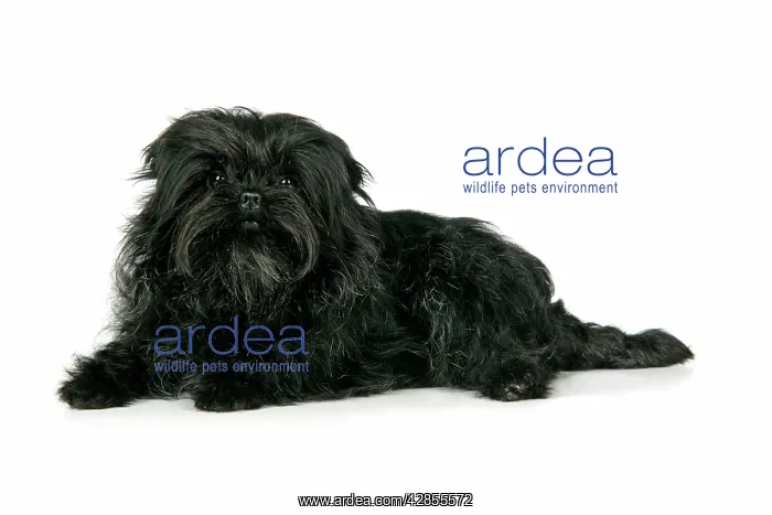 : DOG. Affenpinscher : DOG. Affenpinscher
