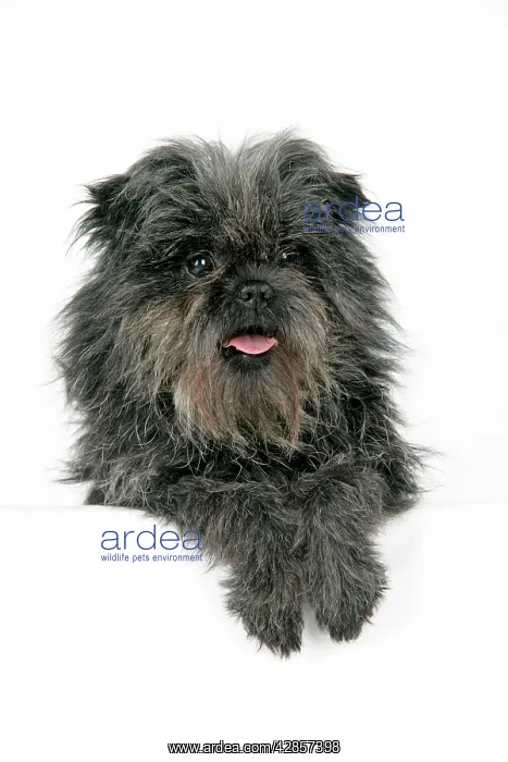 : DOG. Affenpinscher : DOG. Affenpinscher