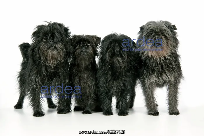 : DOG. Affenpinscher : DOG. Affenpinscher