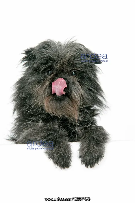 : DOG. Affenpinscher : DOG. Affenpinscher
