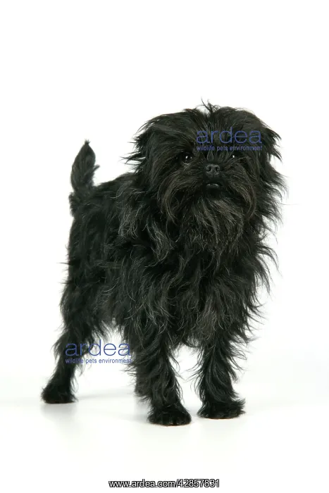 : DOG. Affenpinscher : DOG. Affenpinscher