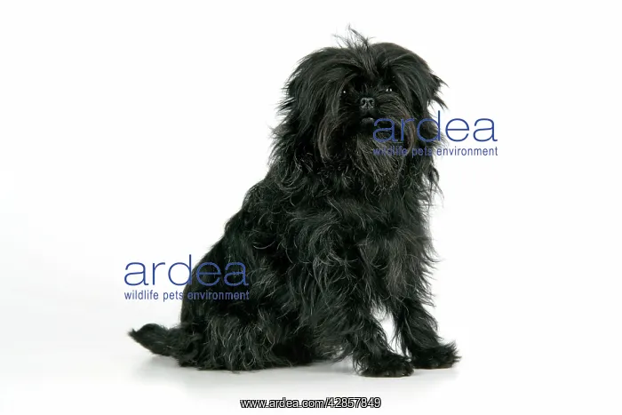 : DOG. Affenpinscher : DOG. Affenpinscher