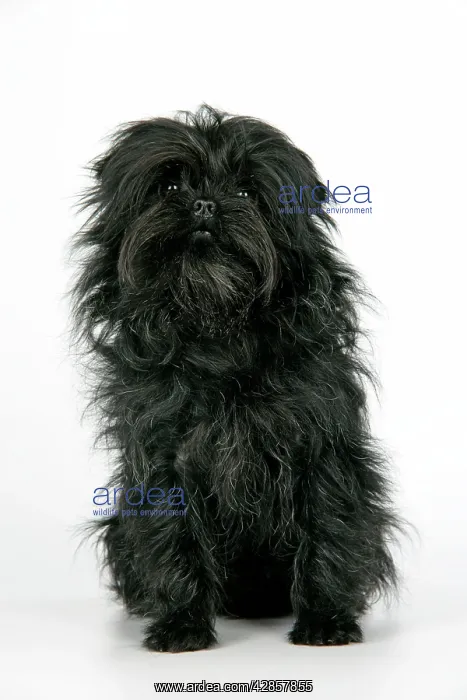 : DOG. Affenpinscher : DOG. Affenpinscher