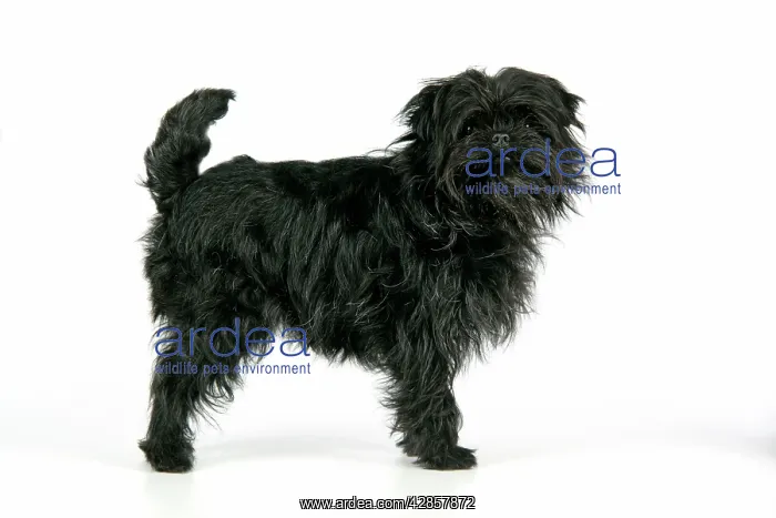 : DOG. Affenpinscher : DOG. Affenpinscher