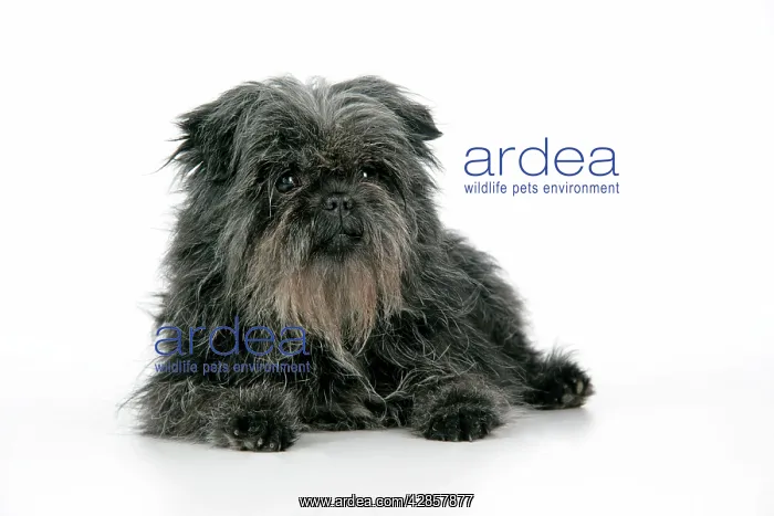 : DOG. Affenpinscher : DOG. Affenpinscher