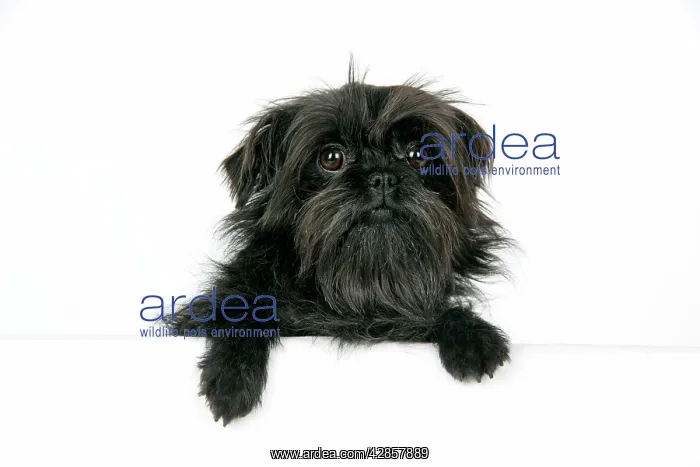 : DOG. Affenpinscher : DOG. Affenpinscher