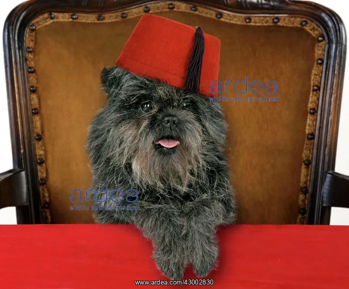  : DOG - Affenpinscher