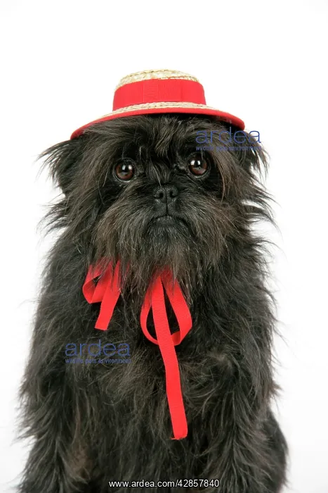 : DOG. Affenpinscher with hat : DOG. Affenpinscher with hat