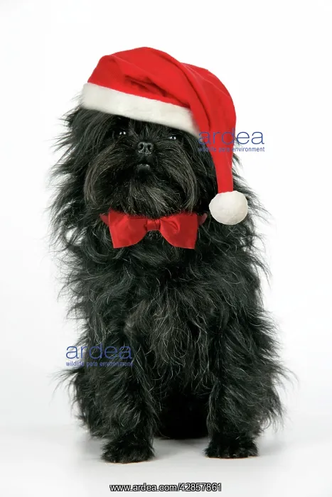 : DOG. Affenpinscher - wearing Christmas hat & bow tie : DOG. Affenpinscher - wearing Christmas hat & bow tie