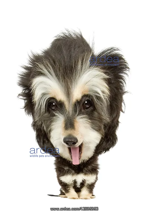: Dog - Afghan - 6 month old puppy : Dog - Afghan - 6 month old puppy