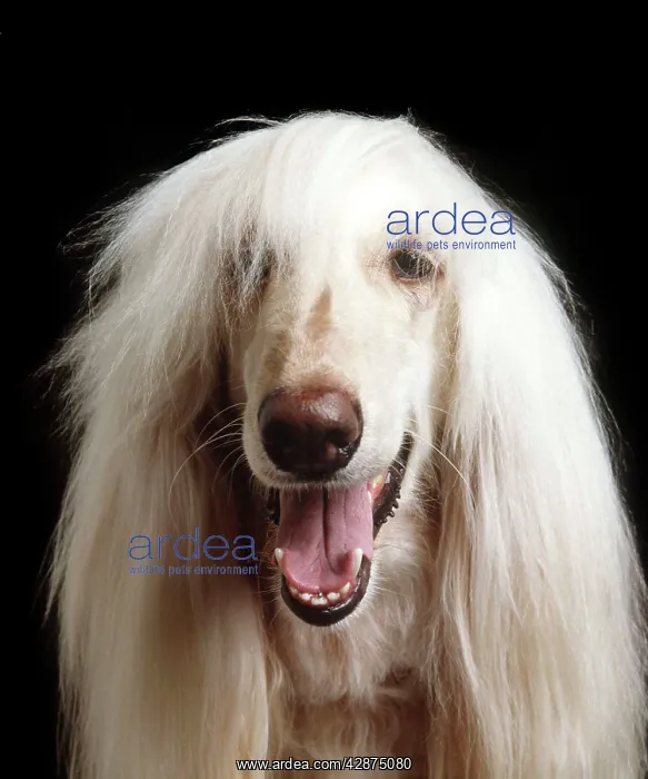: DOG - Afghan Dog, close-up : DOG - Afghan Dog, close-up