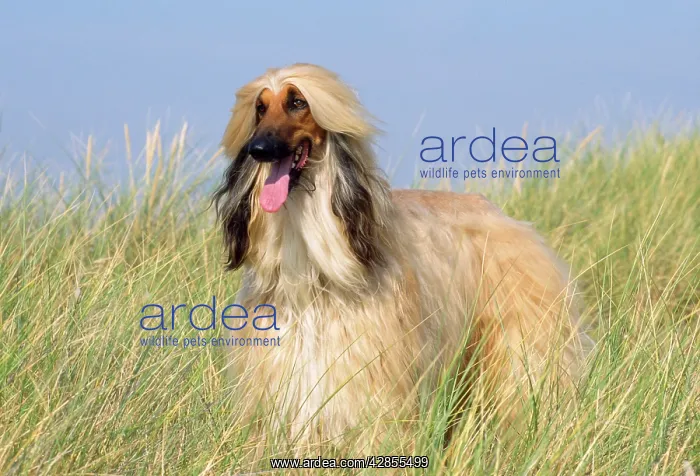  : Dog - Afghan Hound