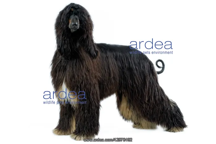  : Dog - Afghan Hound