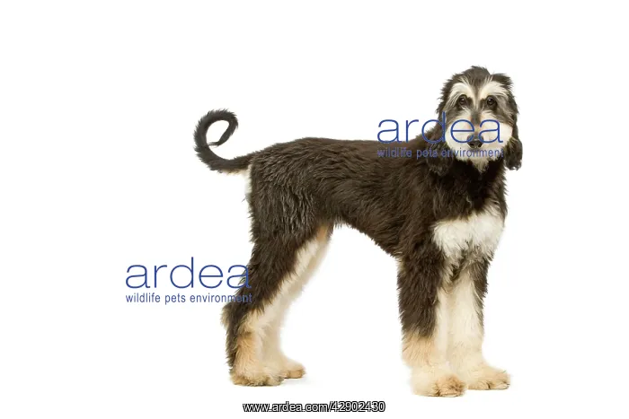 : Dog - Afghan Hound : Dog - Afghan Hound