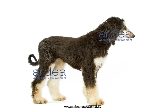 : Dog - Afghan Hound : Dog - Afghan Hound