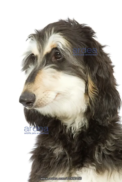 : Dog - Afghan Hound : Dog - Afghan Hound