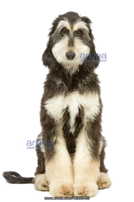 : Dog - Afghan Hound : Dog - Afghan Hound