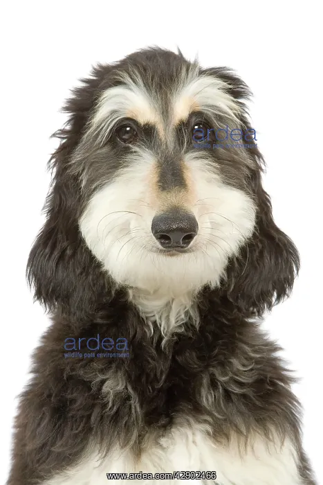 : Dog - Afghan Hound : Dog - Afghan Hound