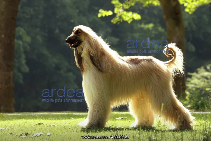 : Dog Afghan Hound : Dog Afghan Hound
