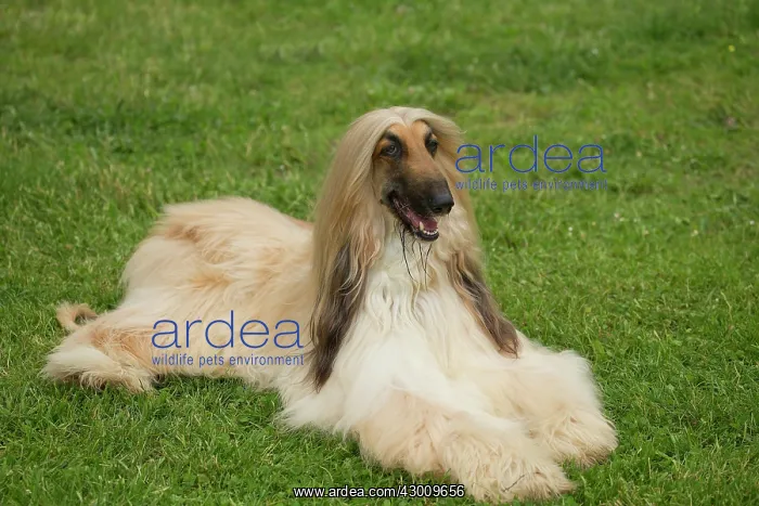 : Dog Afghan Hound : Dog Afghan Hound