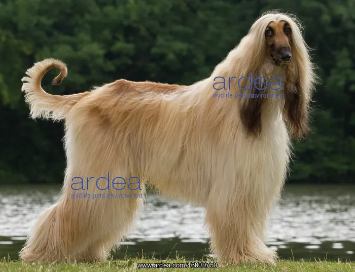 : Dog Afghan Hound : Dog Afghan Hound