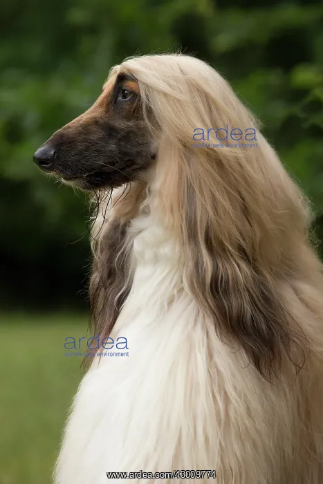 : Dog Afghan Hound : Dog Afghan Hound